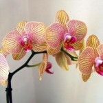 Comment entretenir ses orchidées ?